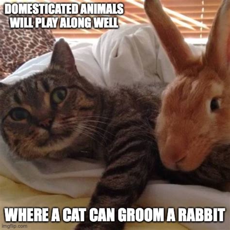 cat and rabbit meme|More.